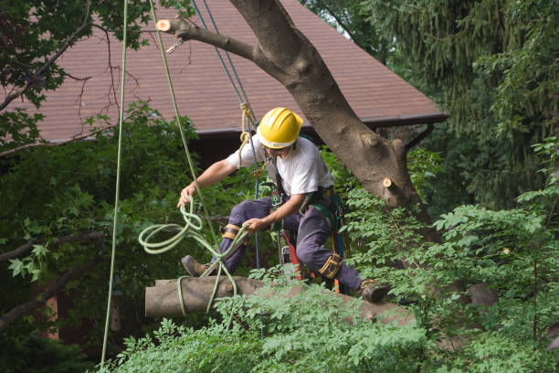 Best Tree Risk Assessment  in Cortland, NY